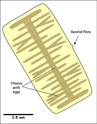 Taenia Proglottid