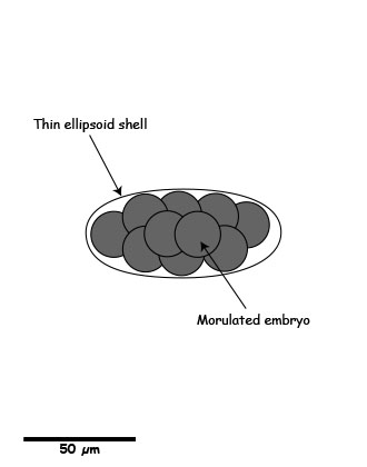 Uncinaria egg