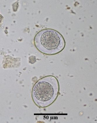 Isospora canis oocyst