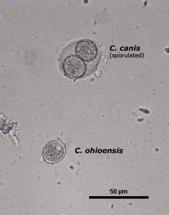 Isospora ohioensis oocyst