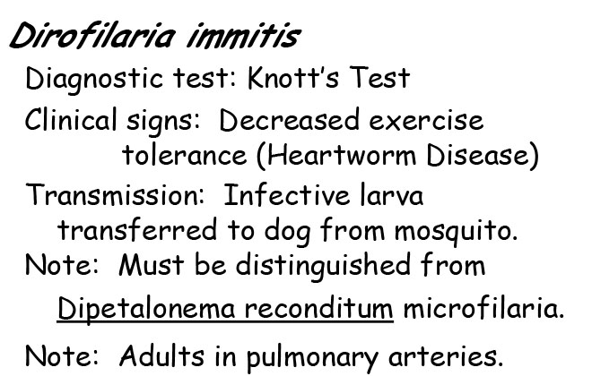 Dirofilaria Microfilaria information