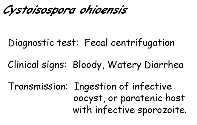 Isospora ohioensis information