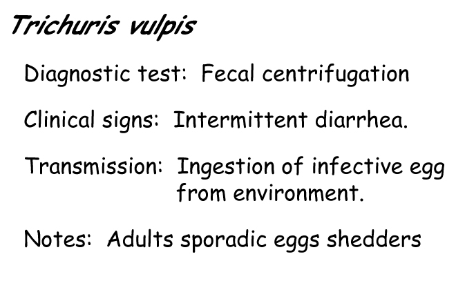 Trichuris information