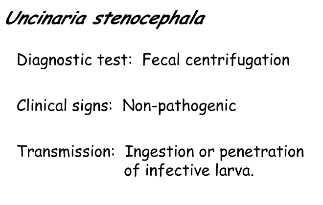 Uncinaria information