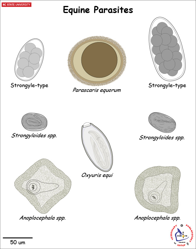 Equine Parasite Diagnostic Stages