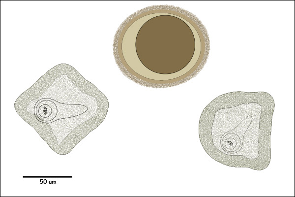 Egg with a rough grainy shell or outer coat.