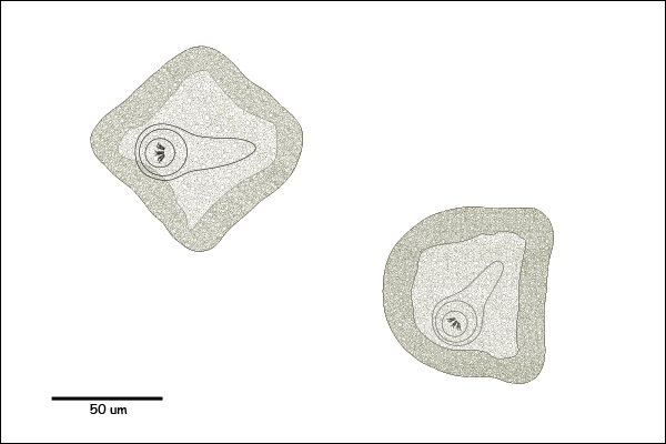 Irregular-shaped, angular egg with a rough, grainy shell. Hexacanth larvae present.