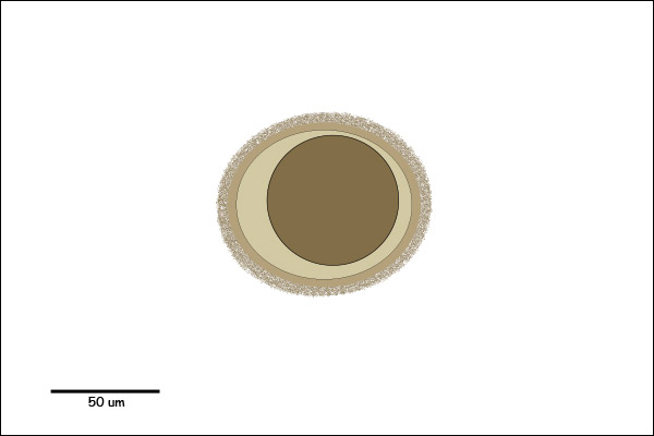 Round to oval egg with a rough outer coat and single-cell embryo.