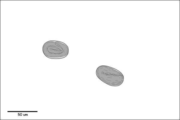 Oval to ellipsoidal egg. Embryonated or larvated.