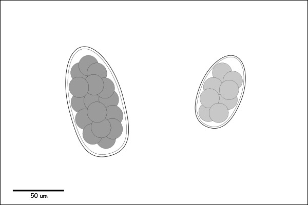 Oval to ellipsoidal egg. Morulated.