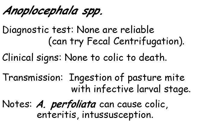 Anoplocephala