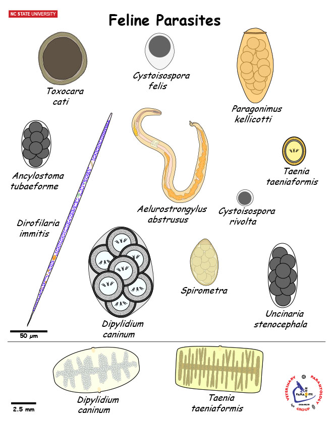 Feline Parasite Diagnostic Stages