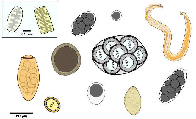 Larvae, proglottid, egg, egg packet, or oocyst found in feces.