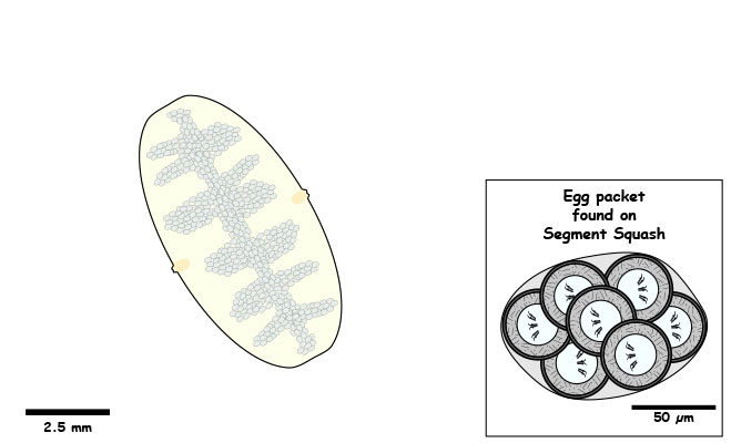 2 lateral genital pores. Squash reveals egg packets.