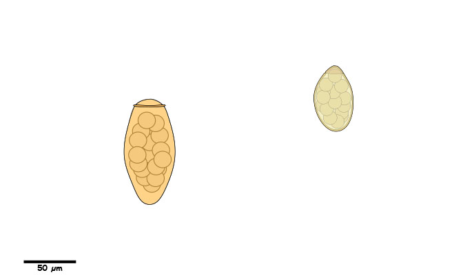 Eggs with a single operculum.