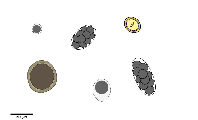 Eggs or oocysts without a single operculum.