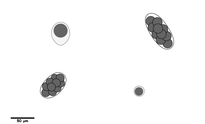 Eggs or oocysts with smooth, non-ornate shells.