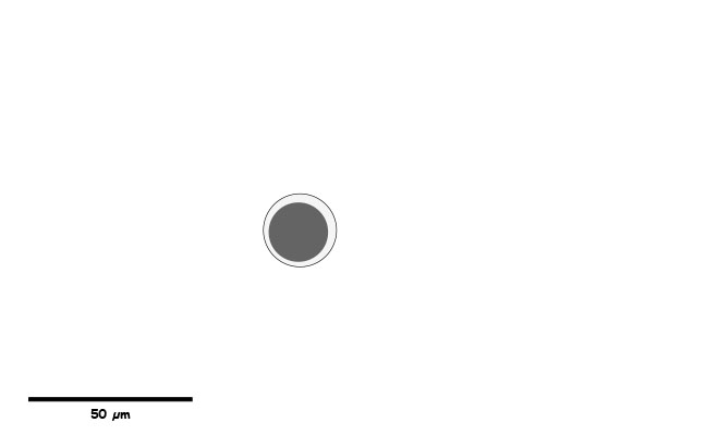 Smaller coccidian oocyst.