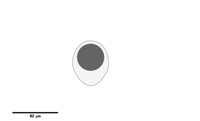 Larger coccidian oocyst.