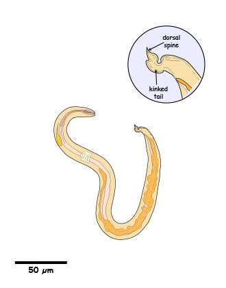 Aelurostrongylus abstrusus larva