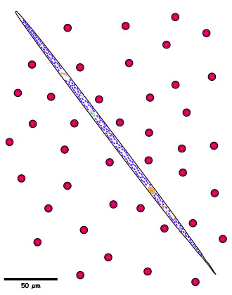 Dirofilaria Microfilaria graphic