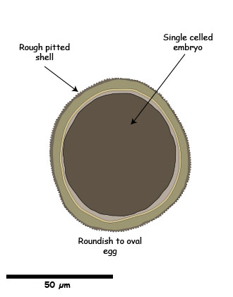 Toxocara egg