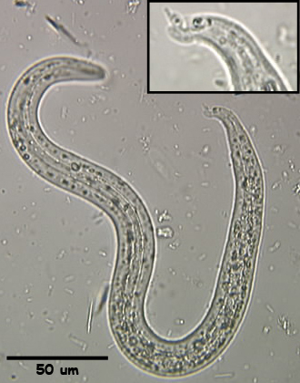 Aelurostrongylus abstrusus larva