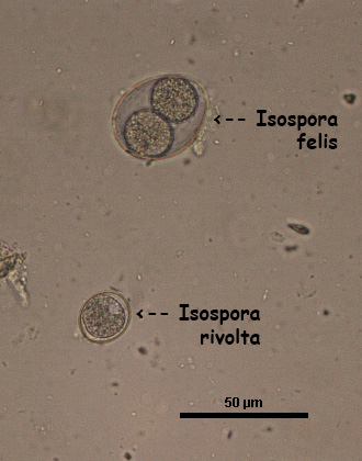 Cystoisospora rivolta oocyst