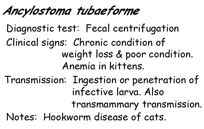 Ancylostoma information