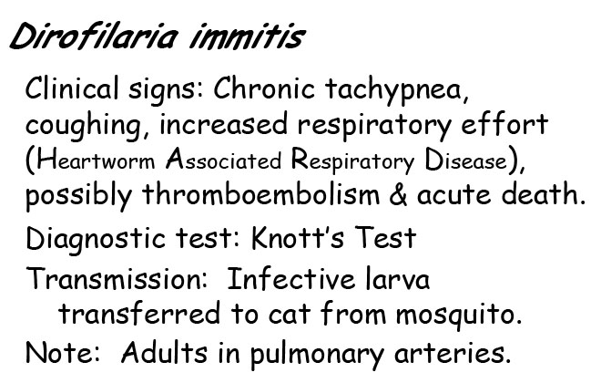 Dirofilaria Microfilaria information