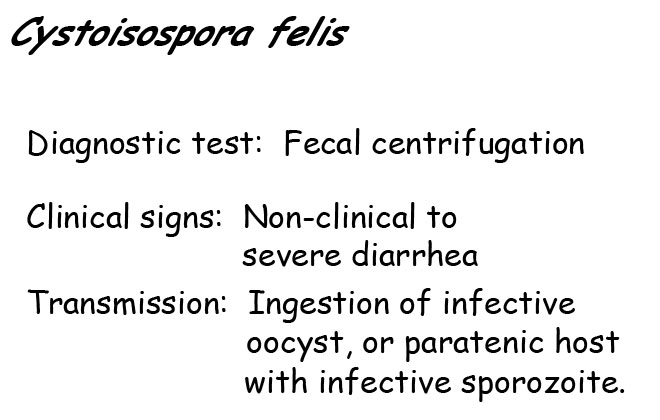 Cystoisospora felis information