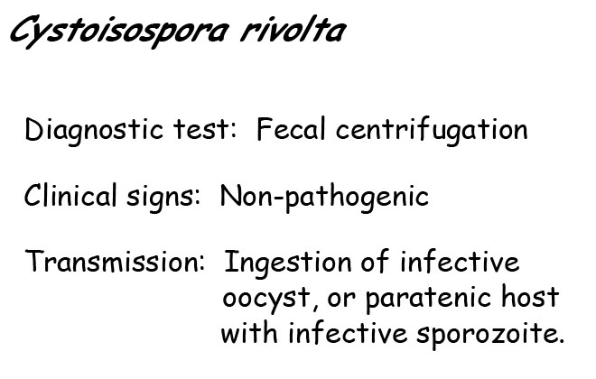 Cystoisospora rivolta information