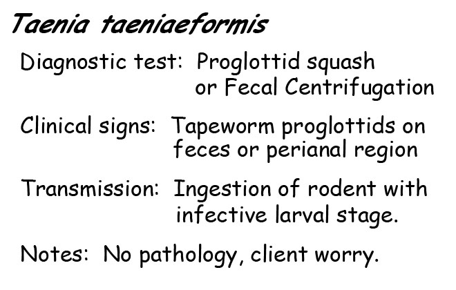 Taenia information