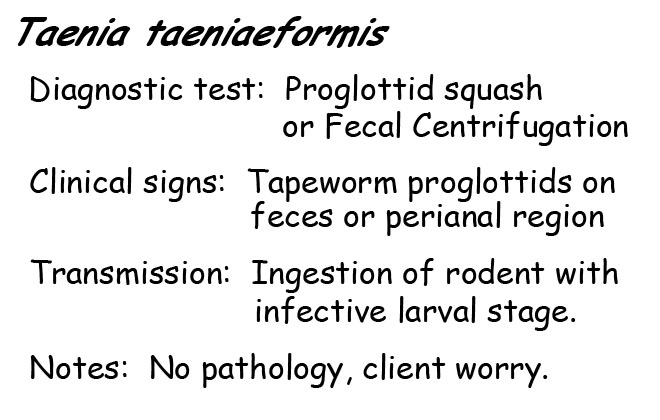 Taenia information