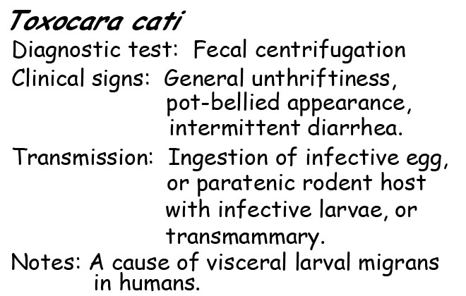 Toxocara information