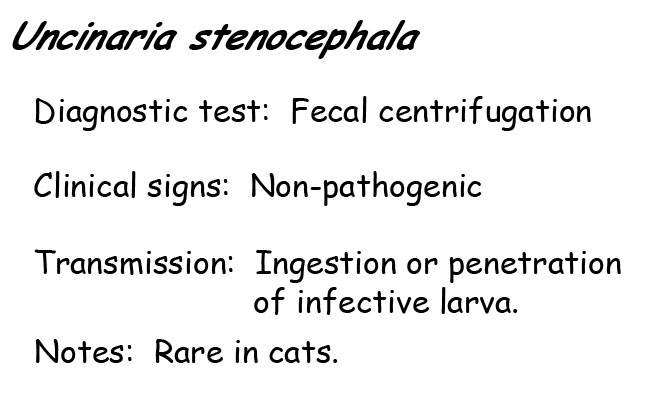 Uncinaria information