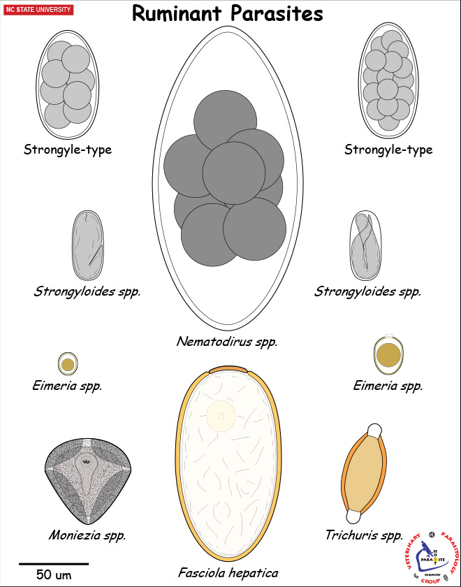 Ruminant Parasite Diagnostic Stages