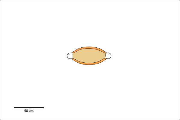 Egg with bipolar plugs. Embryo maybe one-celled to larval stage.