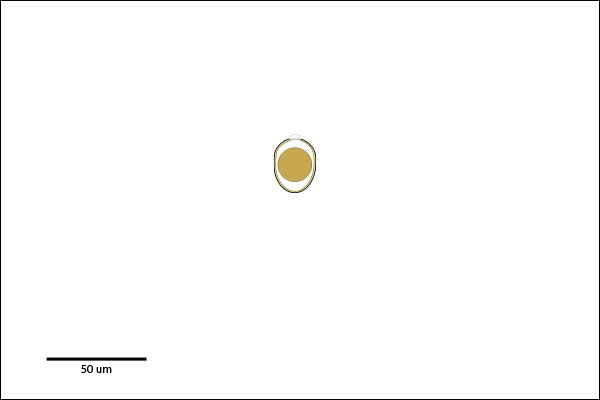 Small oocyst: Less than 60 um long. Single-celled Embryo. Micropyle with polar-cap present in some species.