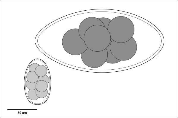 Medium or very large egg: Greater than 70 um long. Morulated Embryo.