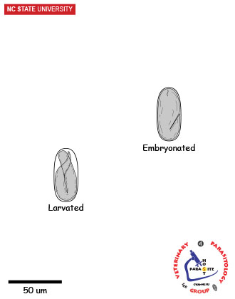 strongyloides egg