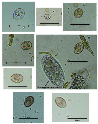 Eimeria Oocyst