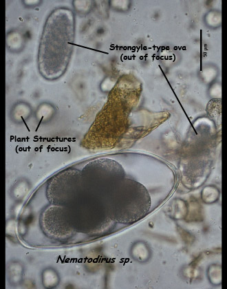 nematodirus egg