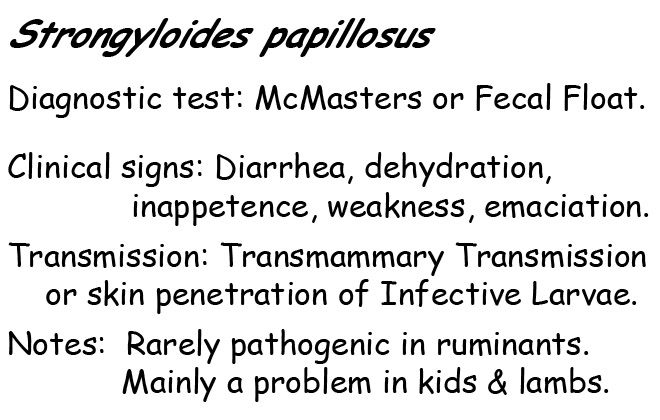 strongyloides