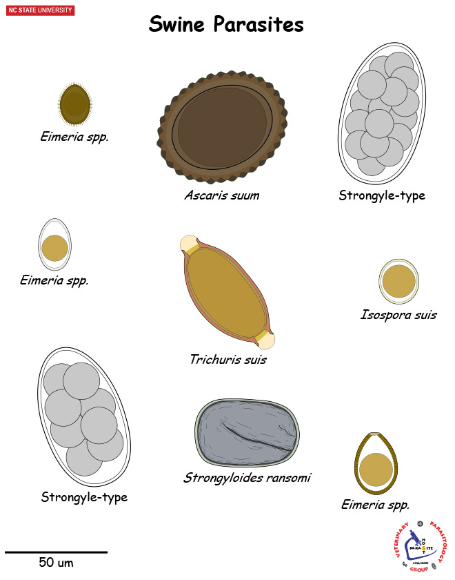 Swine Parasite Diagnostic Stages