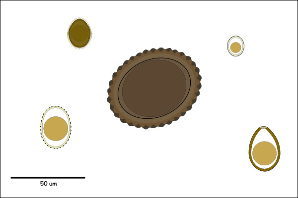 Egg / oocyst with a rough, bumpy or striated shell.