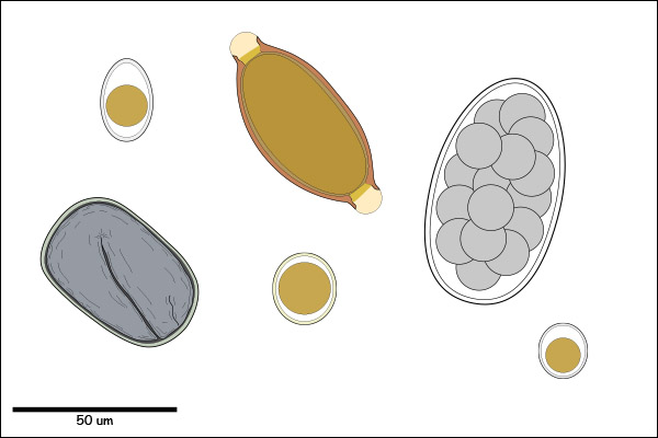 Egg / oocyst with a smooth shell.