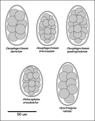 strongyle egg