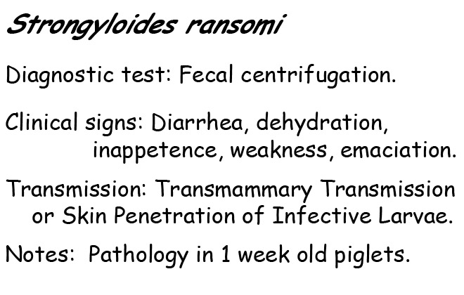 strongyloides