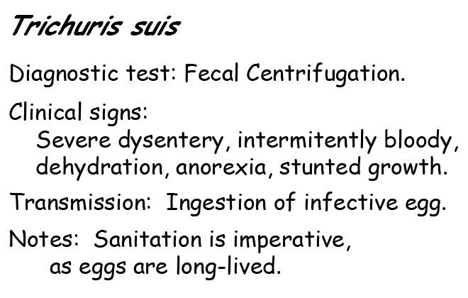 trichuris